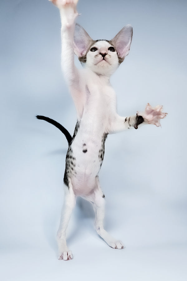 Ophelia | Oriental Shorthair Kitten
