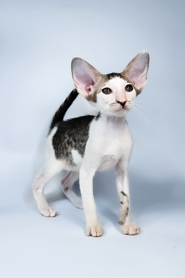 Ophelia | Oriental Shorthair Kitten