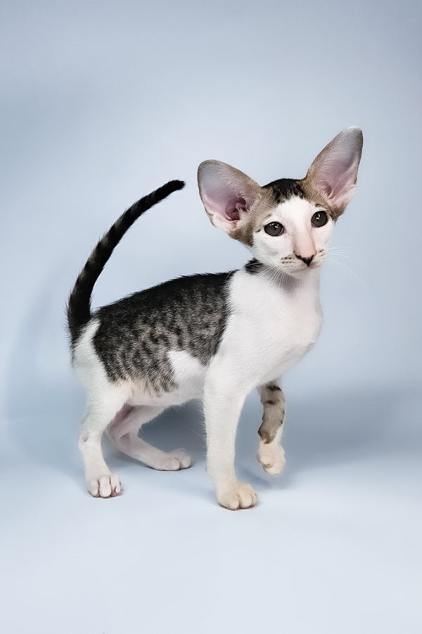 Ophelia | Oriental Shorthair Kitten