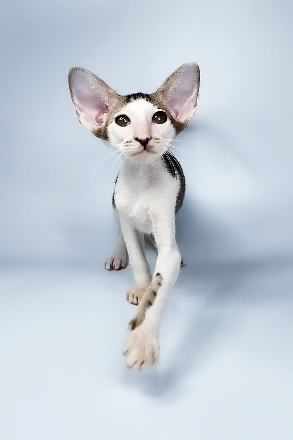 Ophelia | Oriental Shorthair Kitten