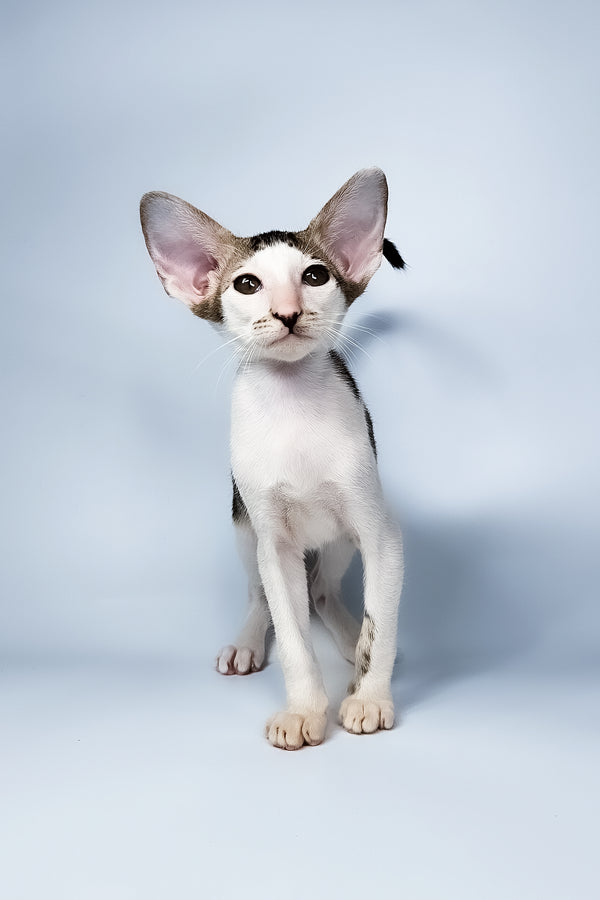 Ophelia | Oriental Shorthair Kitten