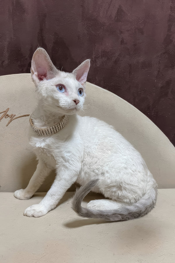 Ophelia | Devon Rex Kitten