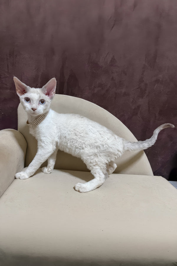 Ophelia | Devon Rex Kitten