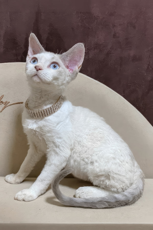 Ophelia | Devon Rex Kitten