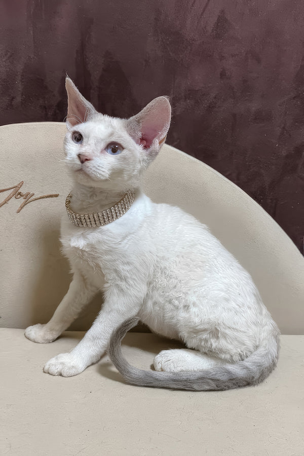 Ophelia | Devon Rex Kitten