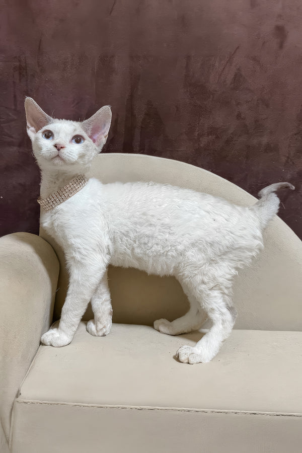 Ophelia | Devon Rex Kitten