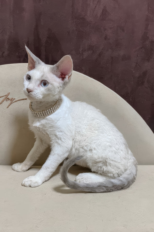 Ophelia | Devon Rex Kitten