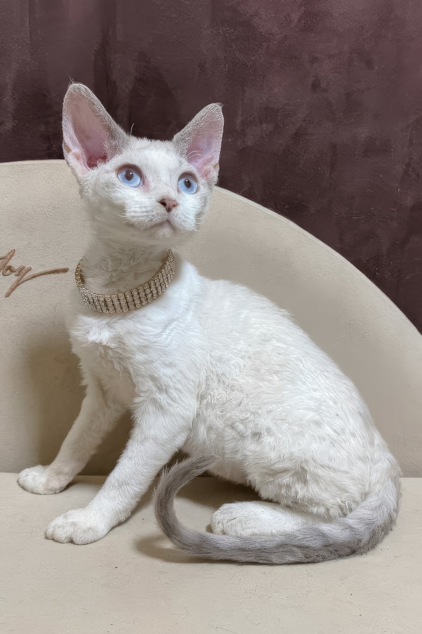 Ophelia | Devon Rex Kitten