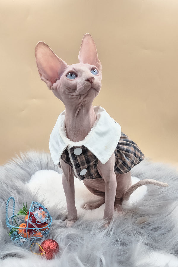 Ophelia | Sphynx Kitten