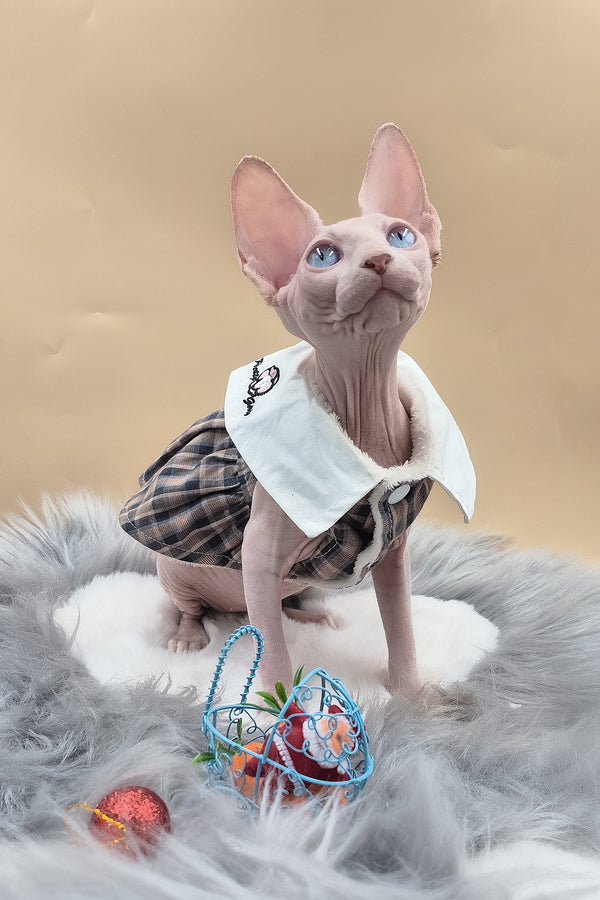 Ophelia | Sphynx Kitten
