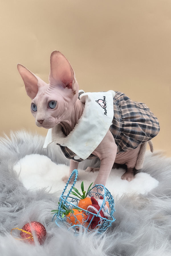 Ophelia | Sphynx Kitten