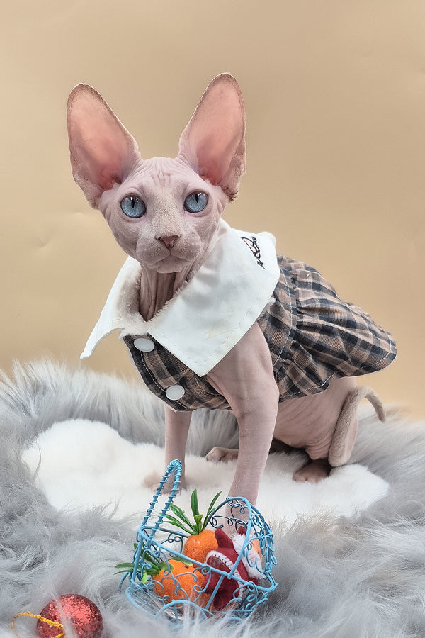 Ophelia | Sphynx Kitten