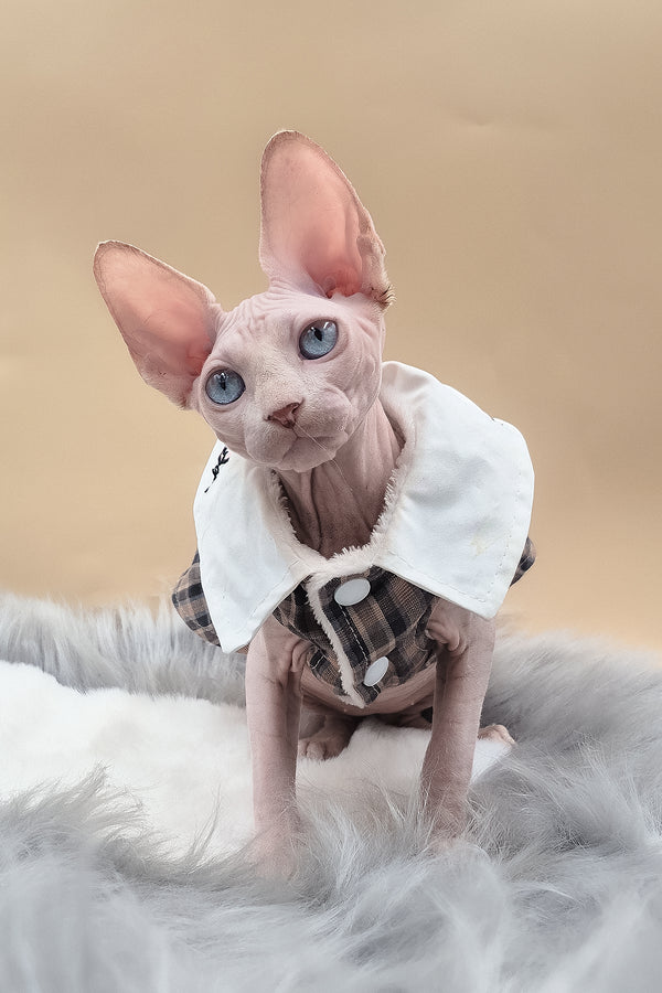 Ophelia | Sphynx Kitten
