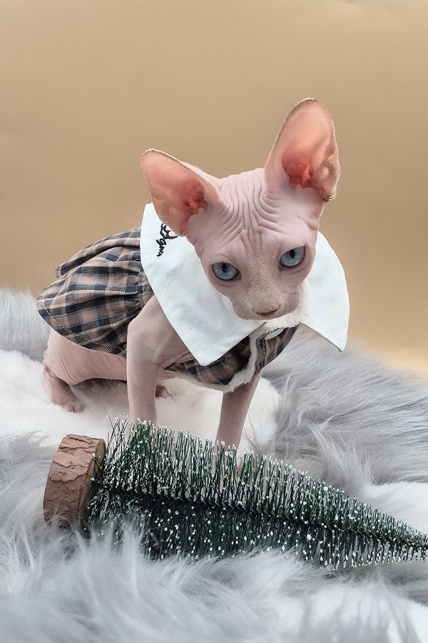 Ophelia | Sphynx Kitten