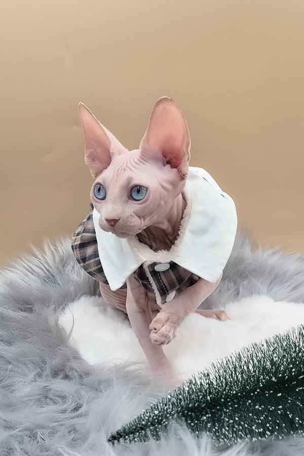Ophelia | Sphynx Kitten