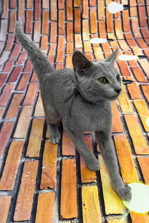 Oriks | Russian Blue Kitten