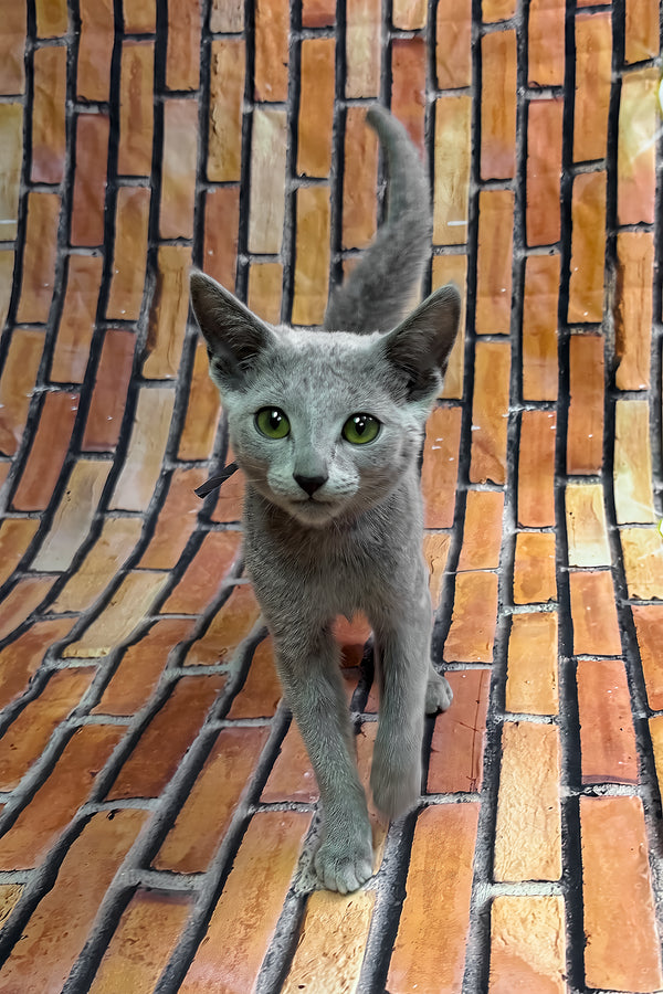 Oriks | Russian Blue Kitten