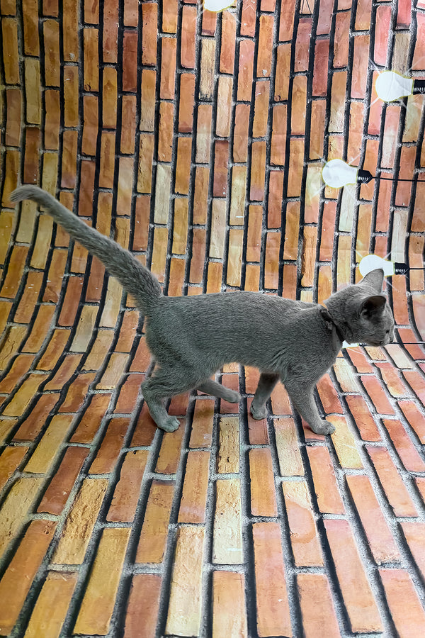 Oriks | Russian Blue Kitten