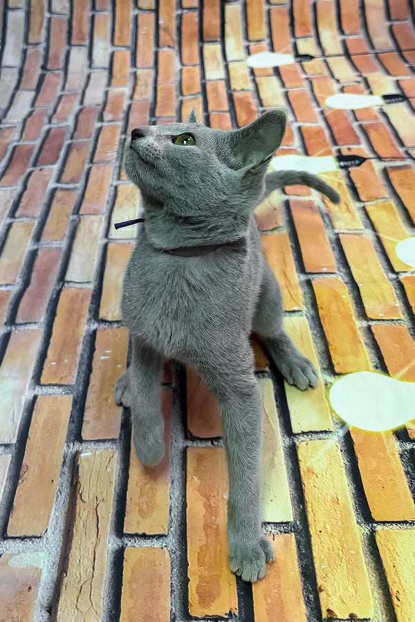 Oriks | Russian Blue Kitten