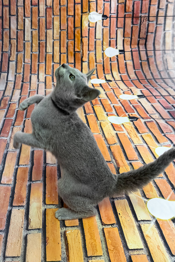 Oriks | Russian Blue Kitten