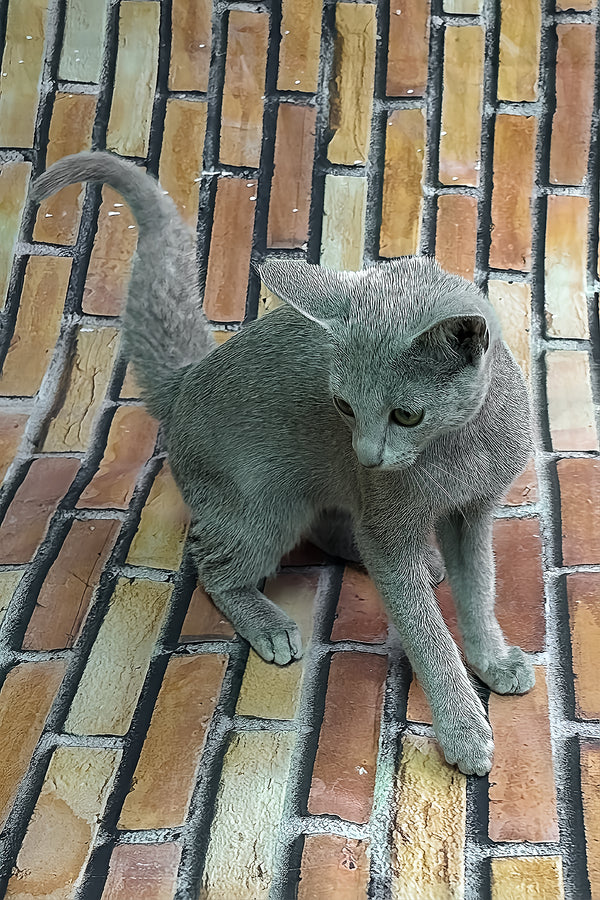 Oriks | Russian Blue Kitten