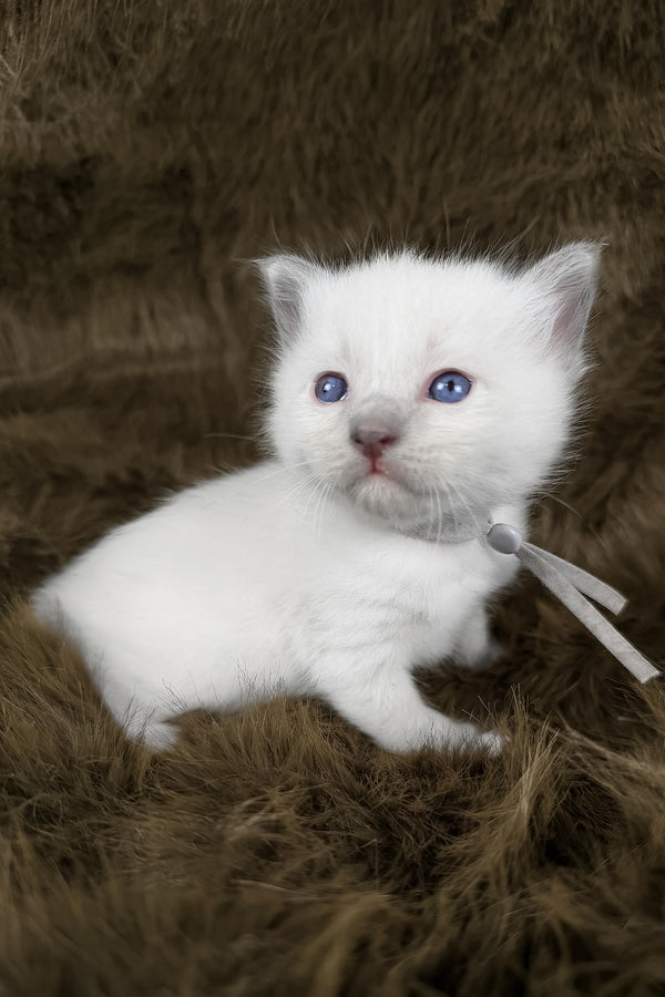 Orion | Ragdoll Kitten