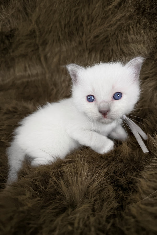 Orion | Ragdoll Kitten