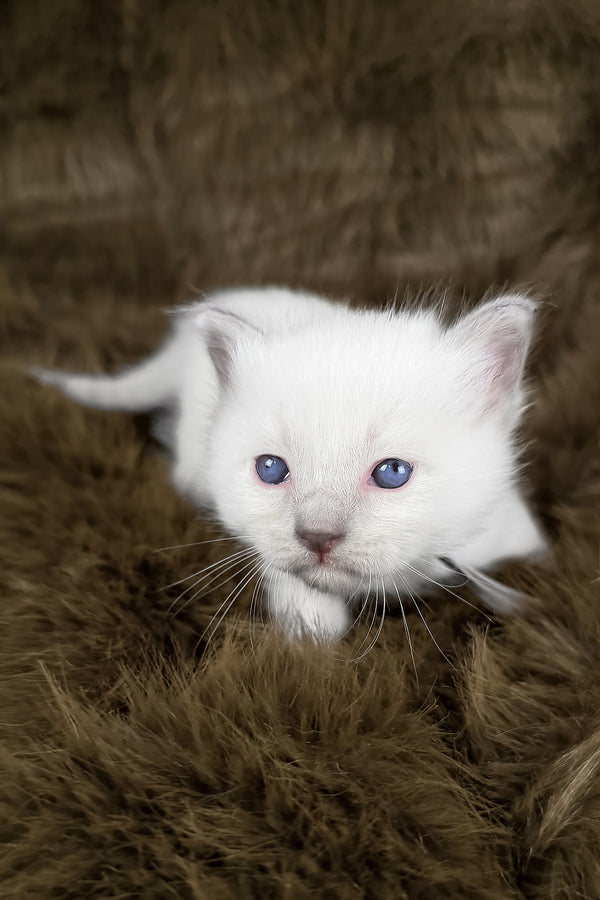Orion | Ragdoll Kitten