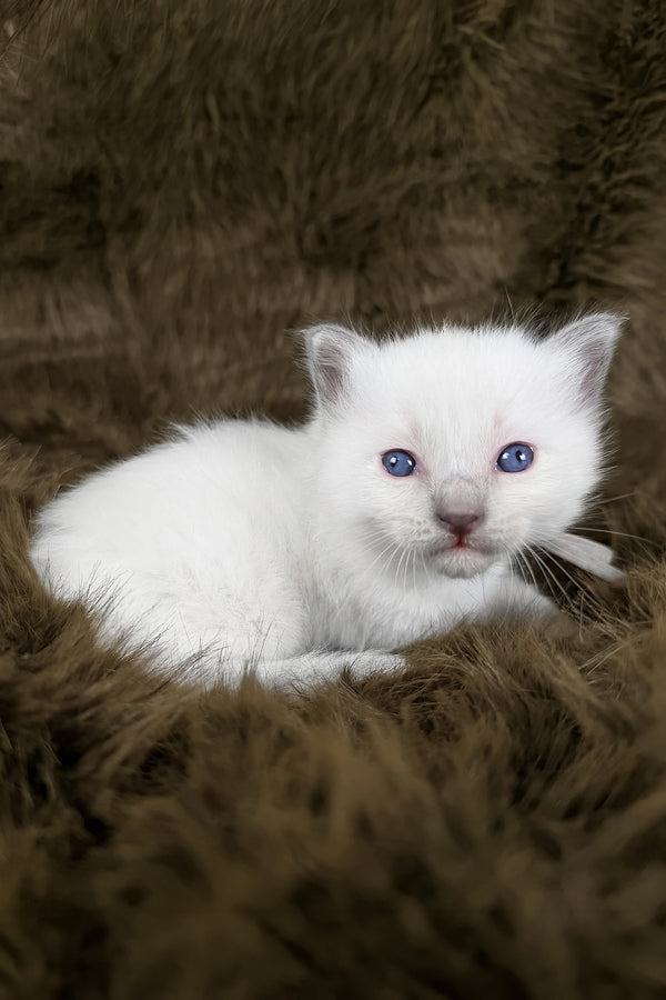 Orion | Ragdoll Kitten
