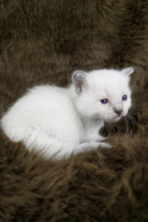 Orion | Ragdoll Kitten