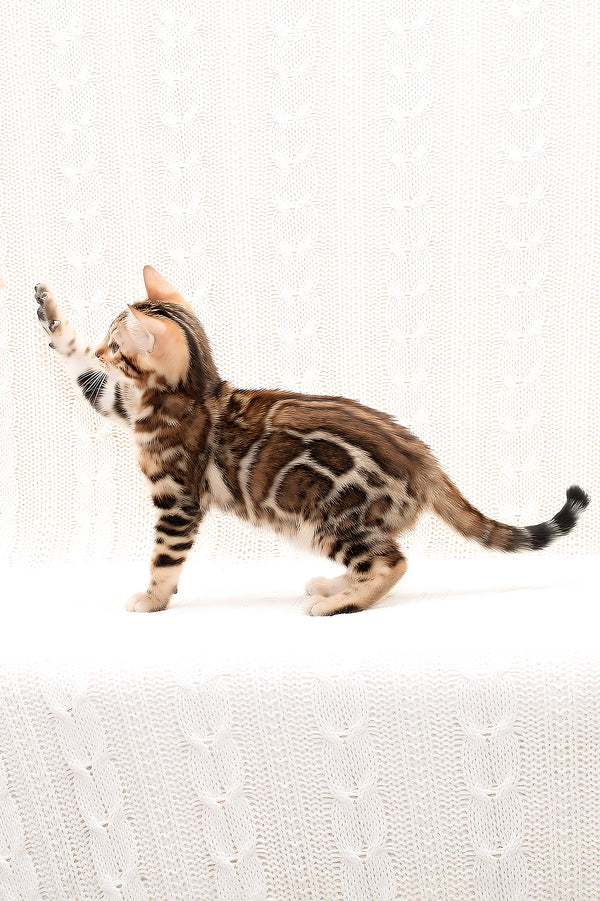 Orion | Bengal Kitten