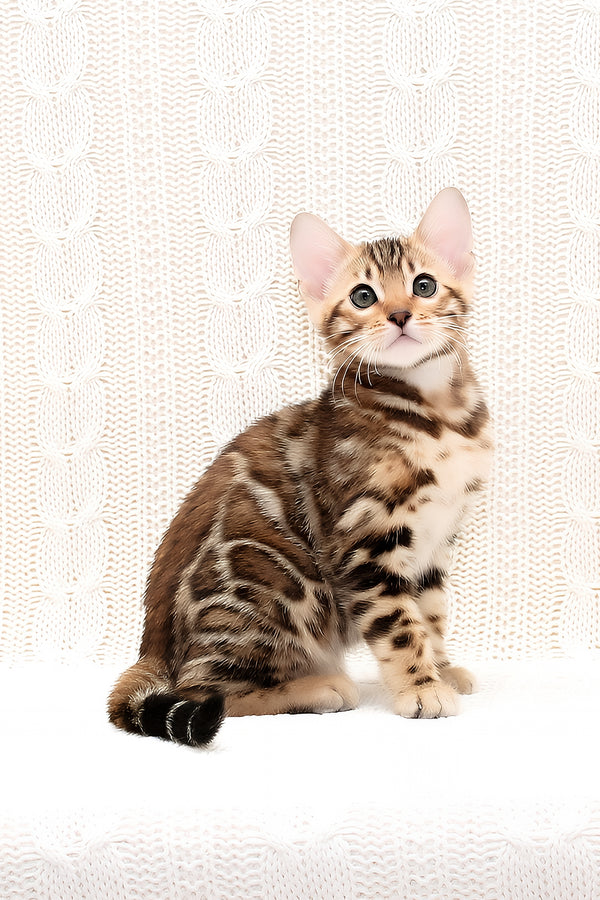 Orion | Bengal Kitten