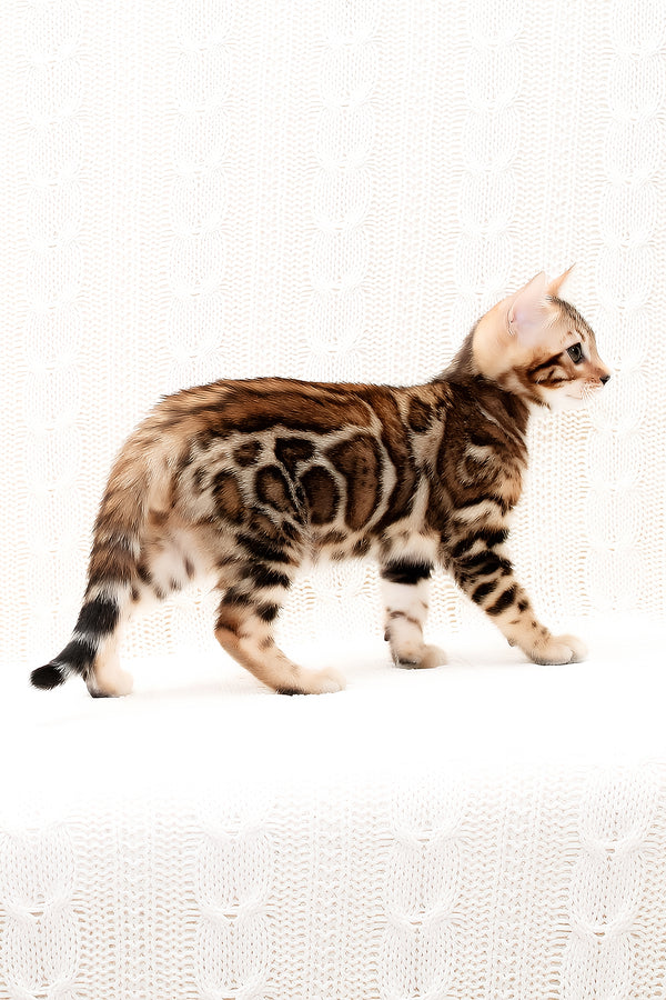 Orion | Bengal Kitten