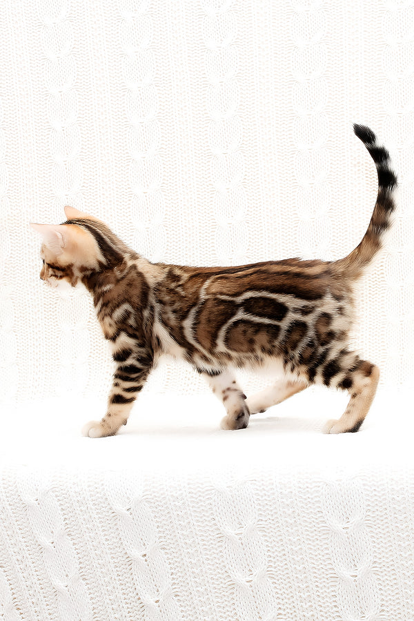 Orion | Bengal Kitten