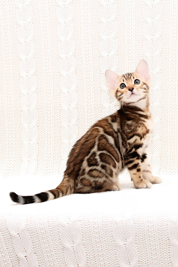 Orion | Bengal Kitten
