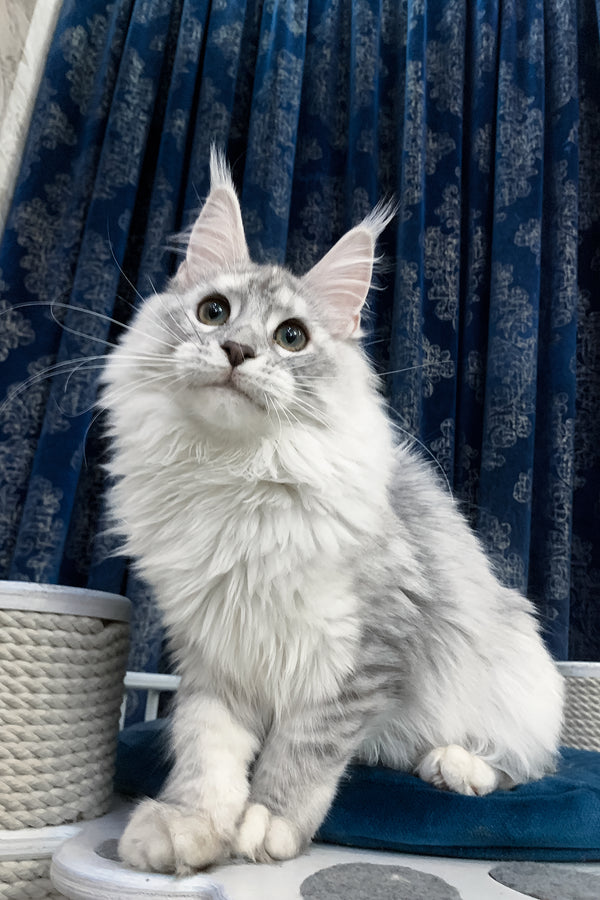 Orlanda | Maine Coon Kitten