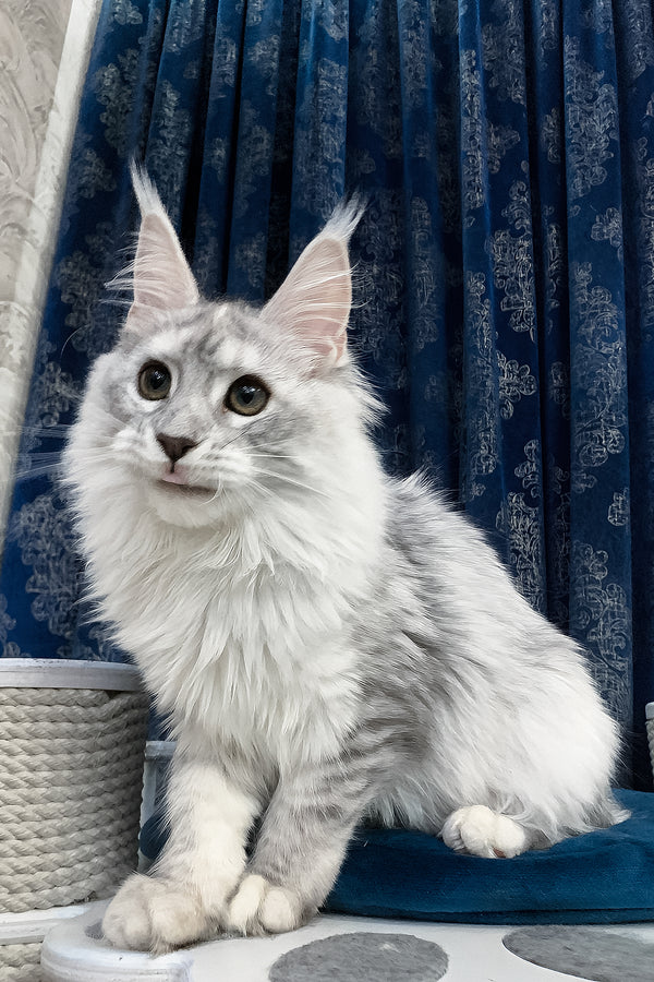 Orlanda | Maine Coon Kitten