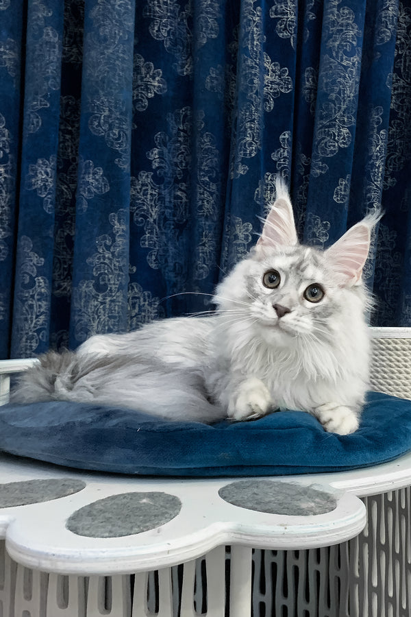 Orlanda | Maine Coon Kitten
