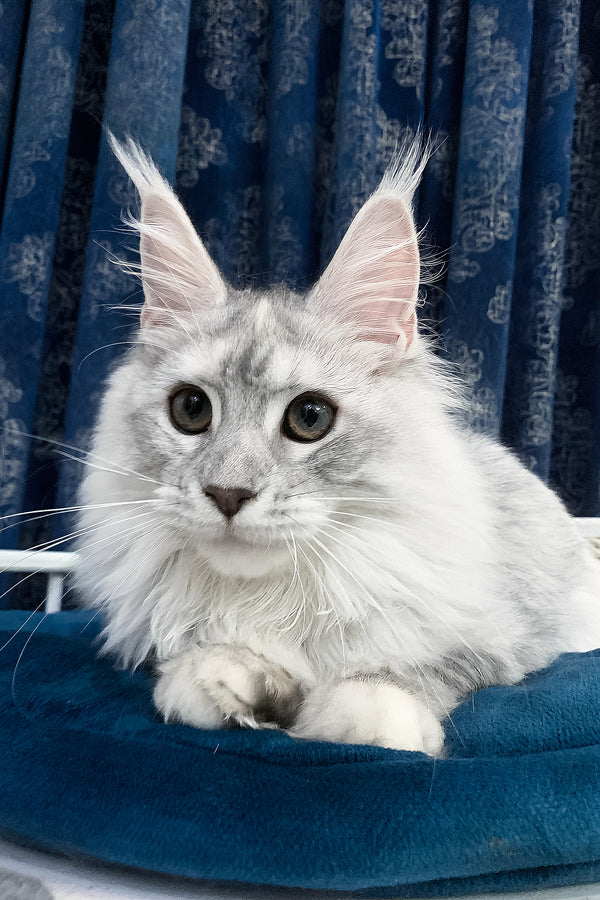 Orlanda | Maine Coon Kitten
