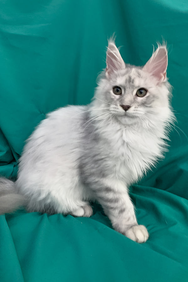 Orlanda | Maine Coon Kitten