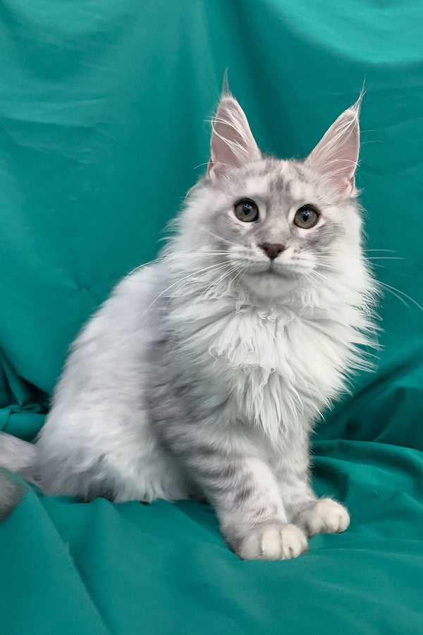 Orlanda | Maine Coon Kitten
