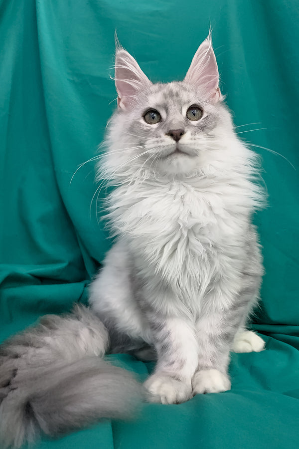 Orlanda | Maine Coon Kitten