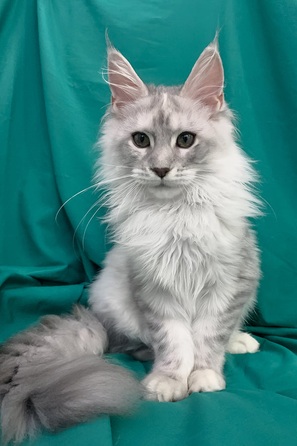 Orlanda | Maine Coon Kitten