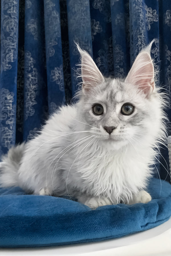 Orlanda | Maine Coon Kitten