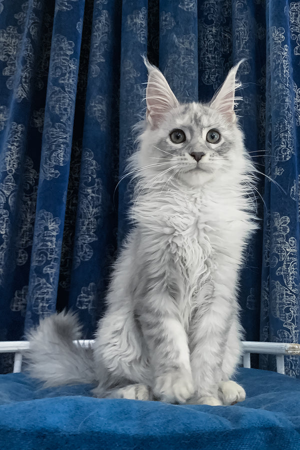 Orlanda | Maine Coon Kitten