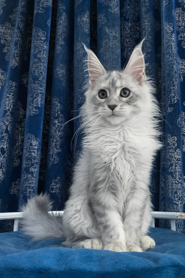Orlanda | Maine Coon Kitten