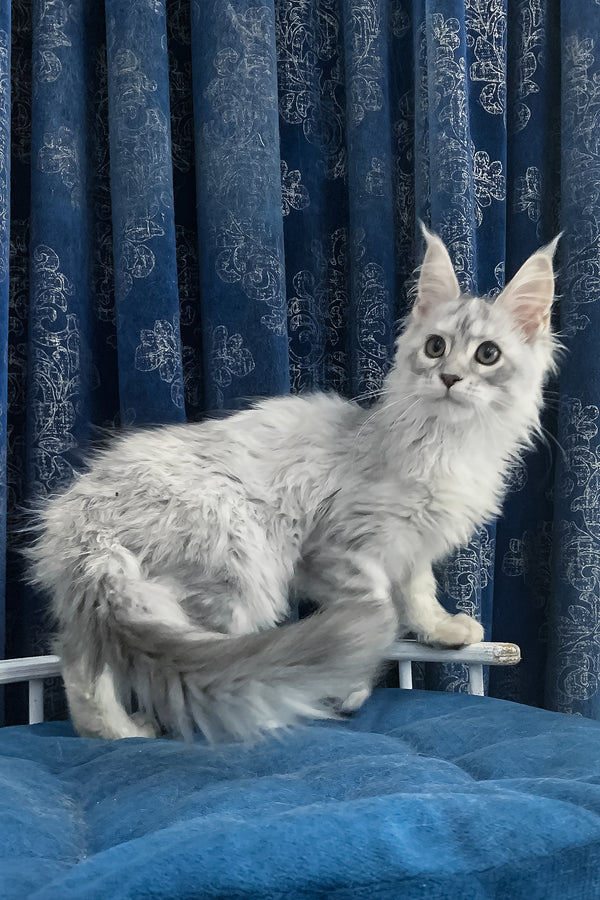 Orlanda | Maine Coon Kitten