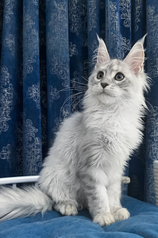 Orlanda | Maine Coon Kitten