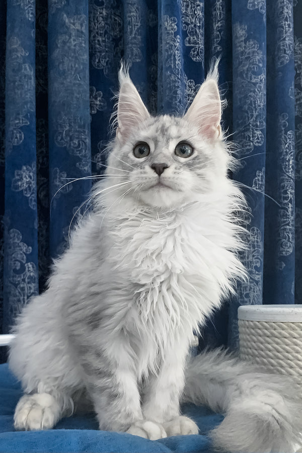 Orlanda | Maine Coon Kitten