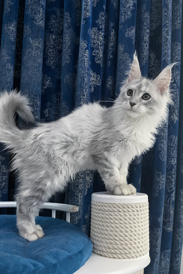 Orlanda | Maine Coon Kitten